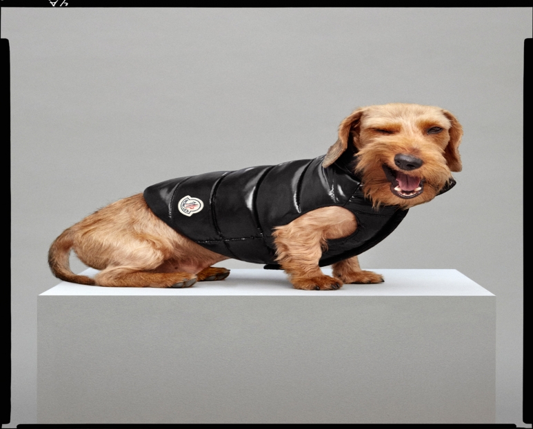 盟可睐MONCLER-携手POLDO-DOG-COUTURE推出爱宠系列1.jpg