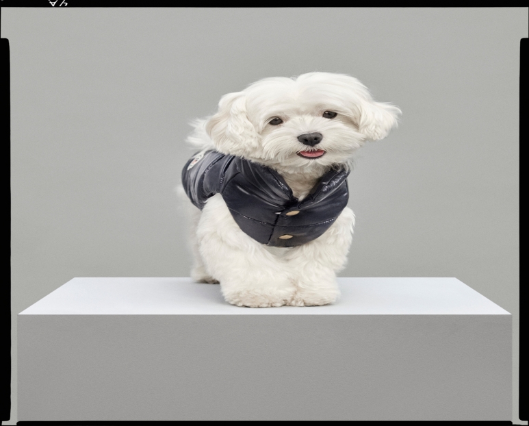 盟可睐MONCLER-携手POLDO-DOG-COUTURE推出爱宠系列2.jpg