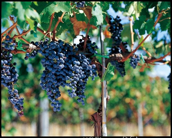 C1---菲拉格慕---il-Borro---Grapes.jpg